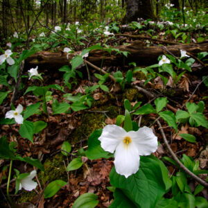 White Trilliums growing on the forest floor.  Trillium grandiflorum is the official emblem of the Province of Ontario and the State Wildflower of Ohio. Square Crop